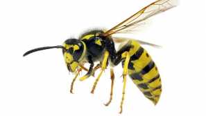 Ефективни методи за борба с стършели